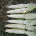 High yield heat and cold buy online white sweet waxy maize corn seed